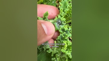 No More Aphids With NO Pesticides!