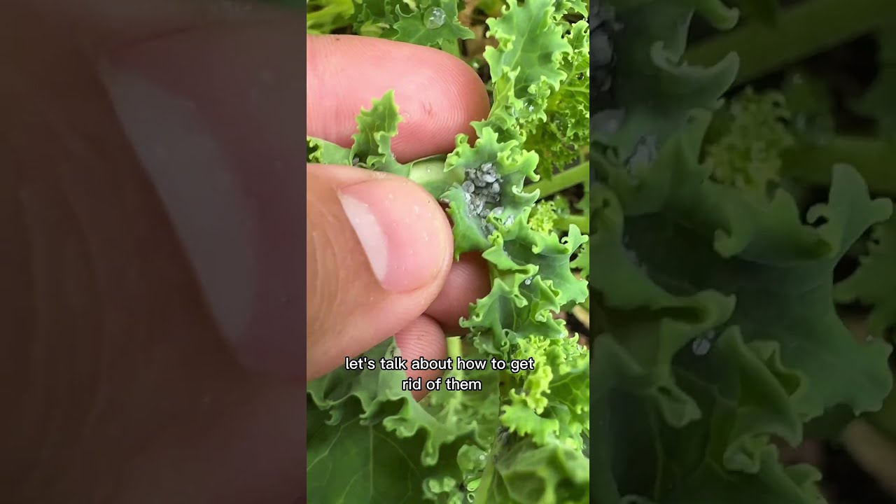 No More Aphids With NO Pesticides 
