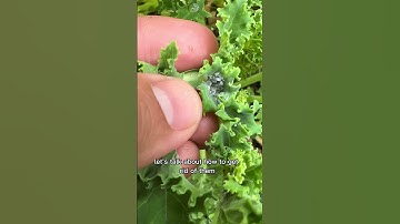 No More Aphids With NO Pesticides!