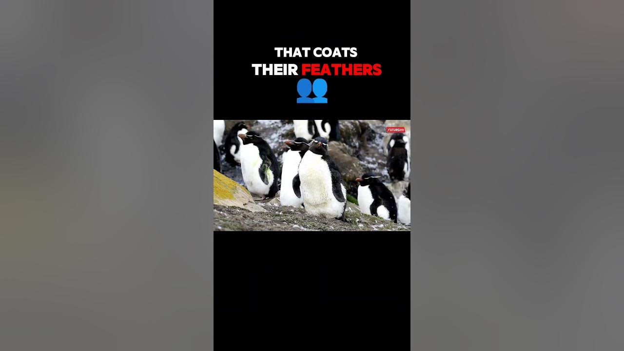 How penguins stay dry in the water youtube