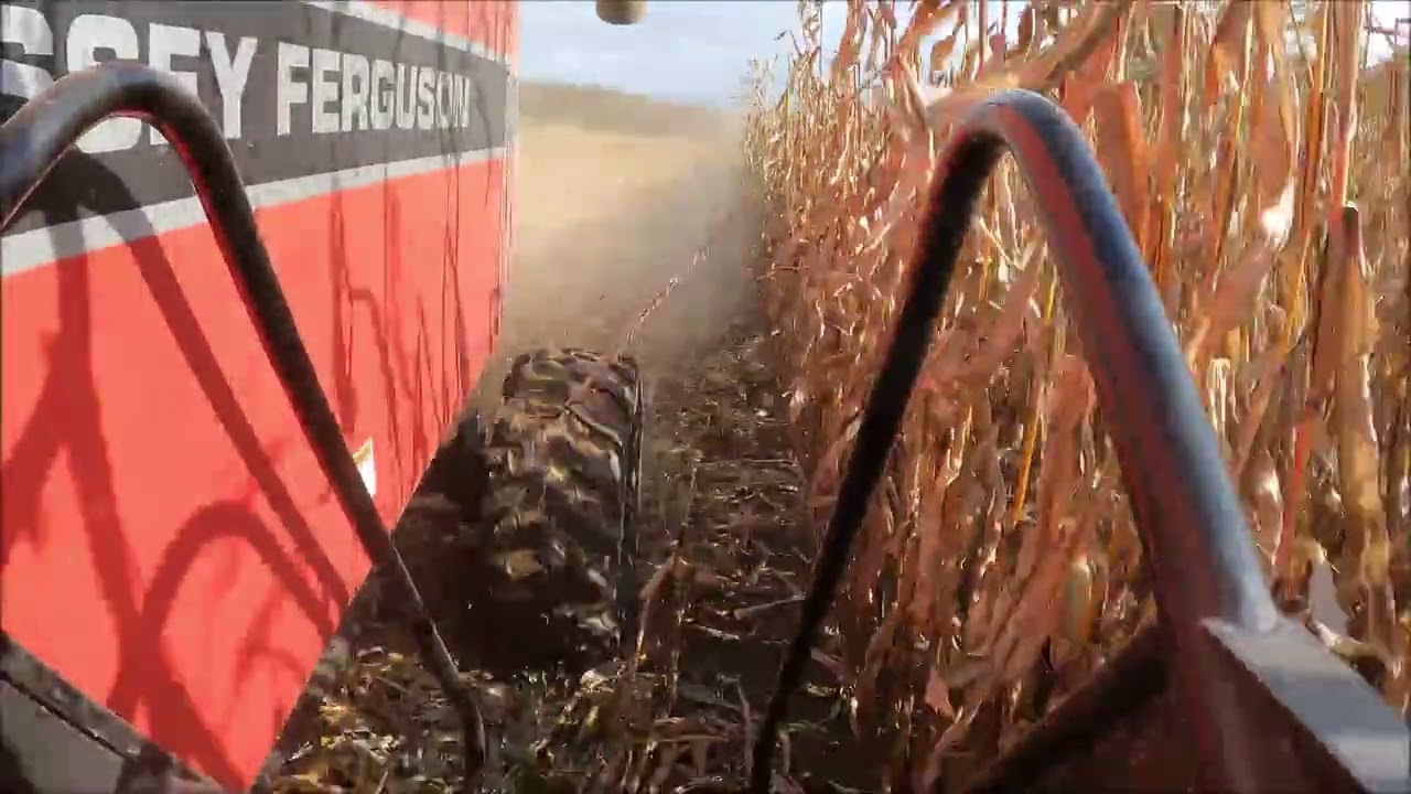 Back to shelling corn