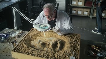 Senior archaeologist cleans prehistoric human or animal bones in sand using brush