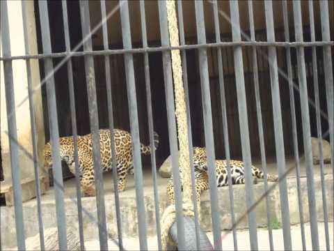 მიზნობრივი ექსკურსია ზოოპარკში