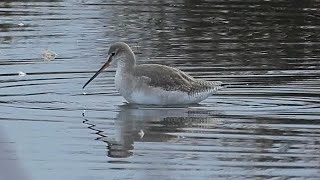 Spotted Redshank  Winter to Summer Plumage 2024