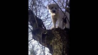 Crazy Wheaten Chasing Squirrels Again