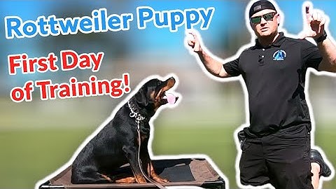 Rottweiler puppy training dag 1 slechts 6 maanden oud!