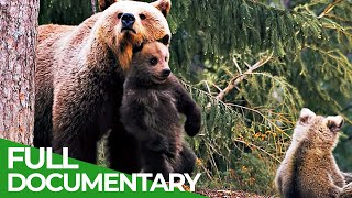 Three Bear Cubs  Growing Up in a Dangerous World | Free Documentary Nature