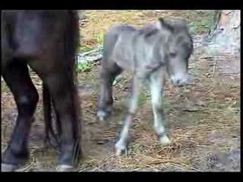 Newborn Miniature Mini Horse Colt - Gary Garrett