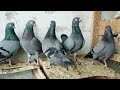 Shahjahani breeder pigeons junaid awan from faisalabad 03331670248