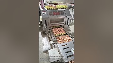 Amazing Egg Sorting Machine 🥚 | How Eggs Are Automatically Packed!