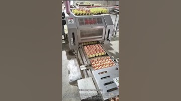 Amazing Egg Sorting Machine 🥚 | How Eggs Are Automatically Packed!