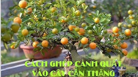 Cách ghép quất vào cây cần thăng
