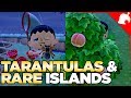 $240,000 of Tarantulas & A Rare Fruit Island in 1 Night! Animal Crossing New Horizons