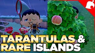 $240,000 of Tarantulas & A Rare Fruit Island in 1 Night! Animal Crossing New Horizons