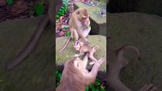 Such great training Joyce doing fantastic with baby Jony #monkey Such great training Joyce doing fantastic with baby Jony #monkey