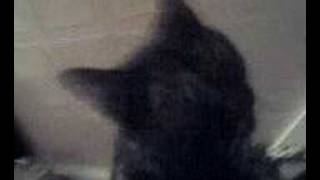 Maisy Cat Wont Meow On Stairs