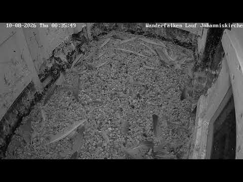 Lauf an der Pegnitz Peregrine Cam live cam preview
