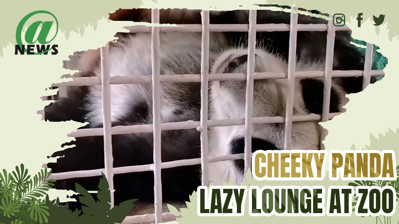 Cheeky Panda Shows Off For Camera In Lazy Lounge At Zoo