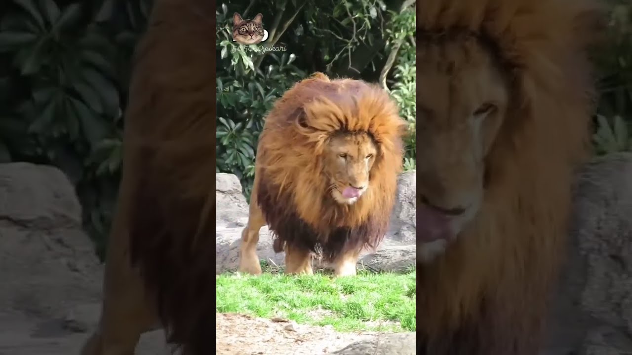 The 280kg Barbary Lion Appears This Guy S Thick Black Mane Is So Oppressive 