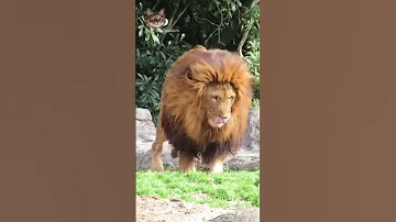 The 280kg Barbary Lion Appears This Guy S Thick Black Mane Is So Oppressive Lion 