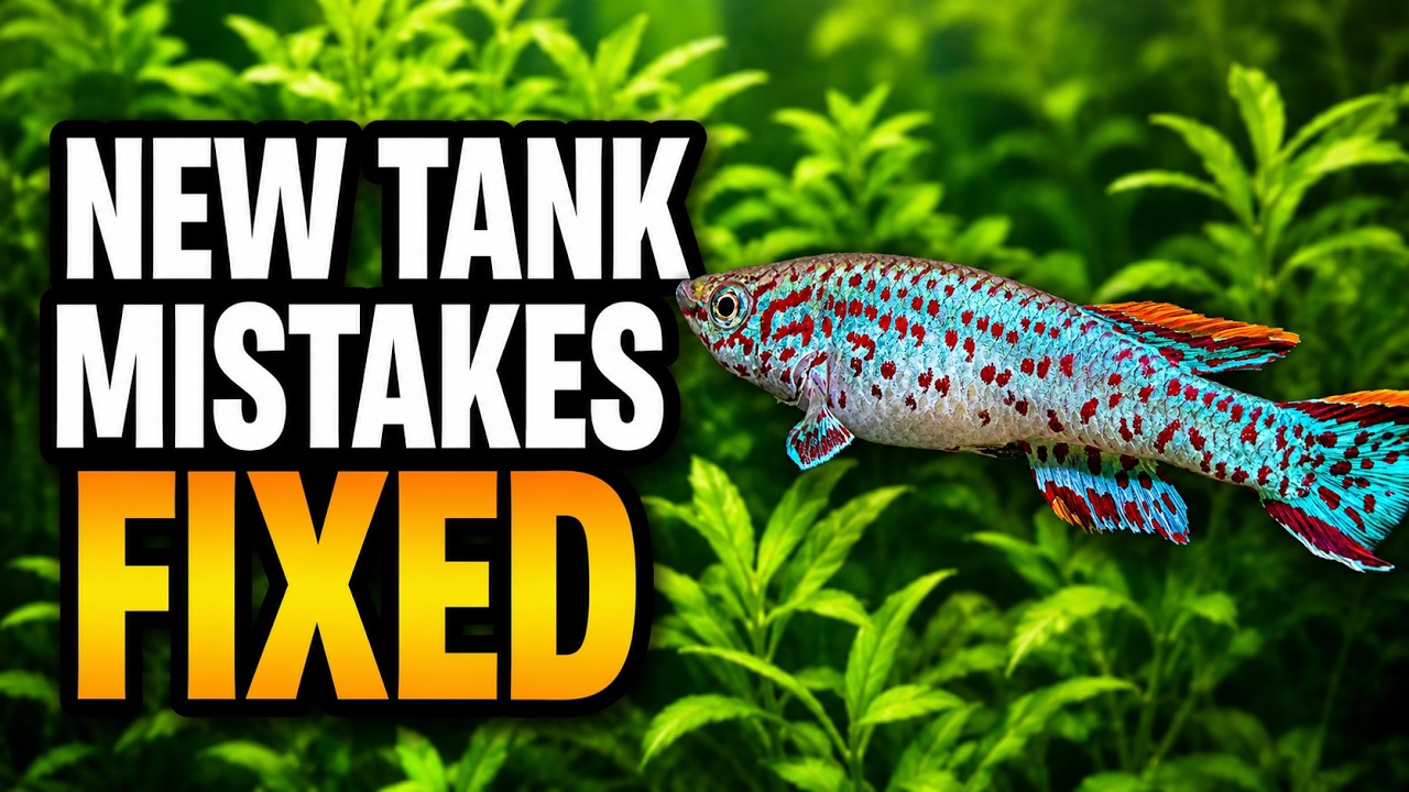 New Tank Syndrome: Causes, Symptoms & How To Fix It!