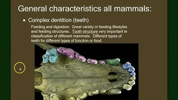 Vertebrate Diversity: Mammals Part 1 (general characteristics)