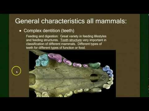 Vertebrate Diversity: Mammals Part 1 (general characteristics)