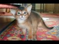 Ojos Azules kitten 1 の動画、YouTube動画。