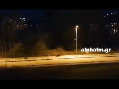 alphafm.gr - Αρκούδες μέσα στην Καστοριά - ΧΛΟΗ 7/4/2020