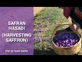 Safran hasad safran neden ok pahal harvesting saffron why saffron is most expensive spice