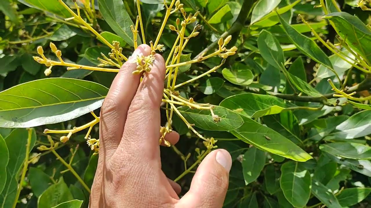 PLAGAS  de  control  en la floración del AGUACATE
