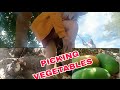 NICE MORNING PICKING VEGETABLES IN THE BACKYARD #vegetables #indianmango #papaya #cassavaroots