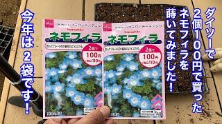 ダイソーで２個１００円で買ったネモフィラの種を蒔いてみました！今年は2袋です！