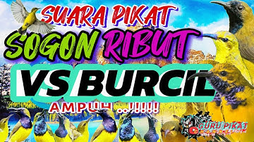 mp3 pikat burung kebon terbaru,kombinasi ampuh