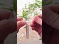 Making a Bamboo Fishing Rod for Perch - Simple and Effective!
