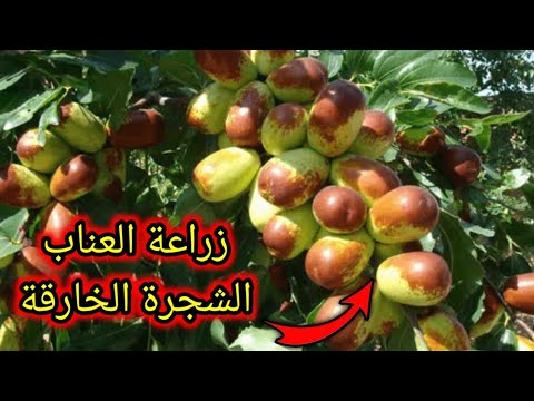 فيديو: ما هو حجم شجرة التنوب التي يمكنك زرعها؟