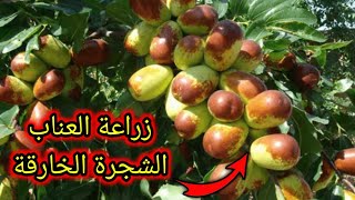 زراعة شجرة العناب او النبق او السدر الكاذب