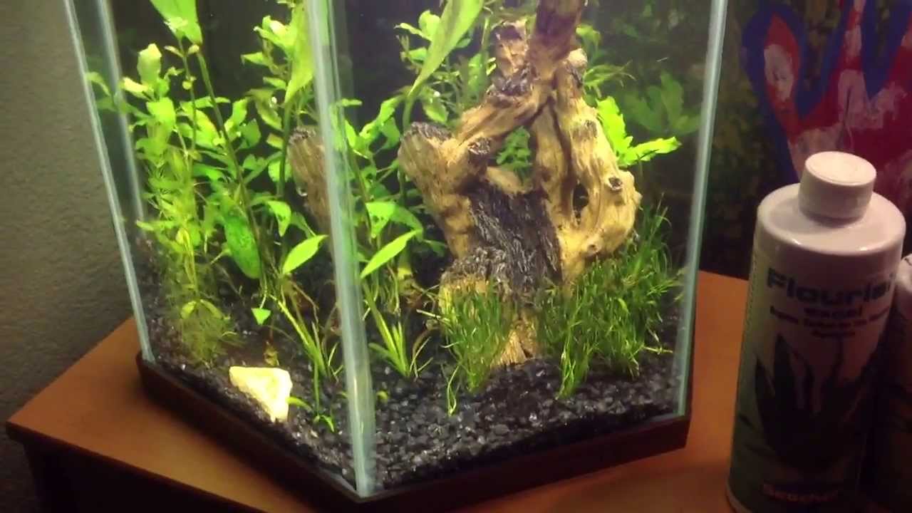 Update on 10gallon hex planted tank 061113 YouTube