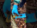 เก็บเห็ดแตรขาเหลืองป่าอังกฤษกันค่ะ Trumpet Chanterelle #mushroom #wildmushrooms #fungi #เก็บเห็ด