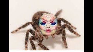 Bjork Gets Bit By A Spider Rip Adventure Time