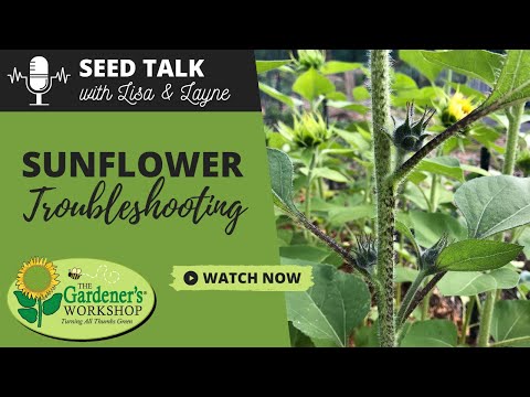 Video: Sunflowers Pests At Sunflower Problems
