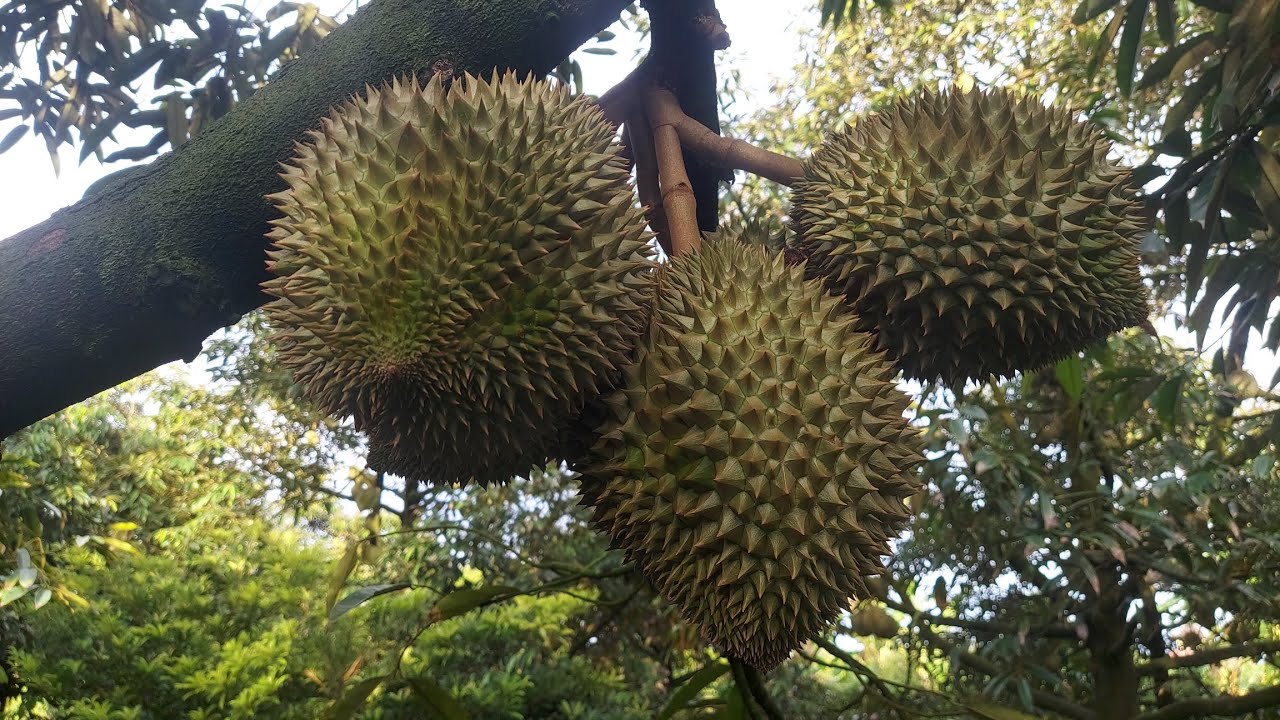 SẦU RIÊNG MIỀN TÂY. 