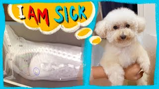 My Toy Dog Swallowed Something | Things to Do | The Poodle Mom by The Poodle Mom 1,721 views 1 year ago 11 minutes, 23 seconds