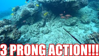 |ROCKIN THE STICK|EPIC 3 PRONG ACTION| SPEARFISHING HAWAII|