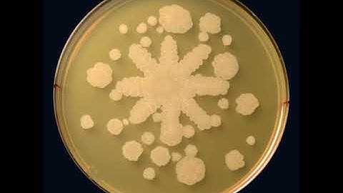 Snowflake Timelapse