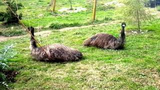 Pet Emu birds/Hišna ljubljenčka Emuja by Mefi 100 46 views 6 years ago 43 seconds