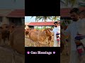 Gau Blessings #child_happiness