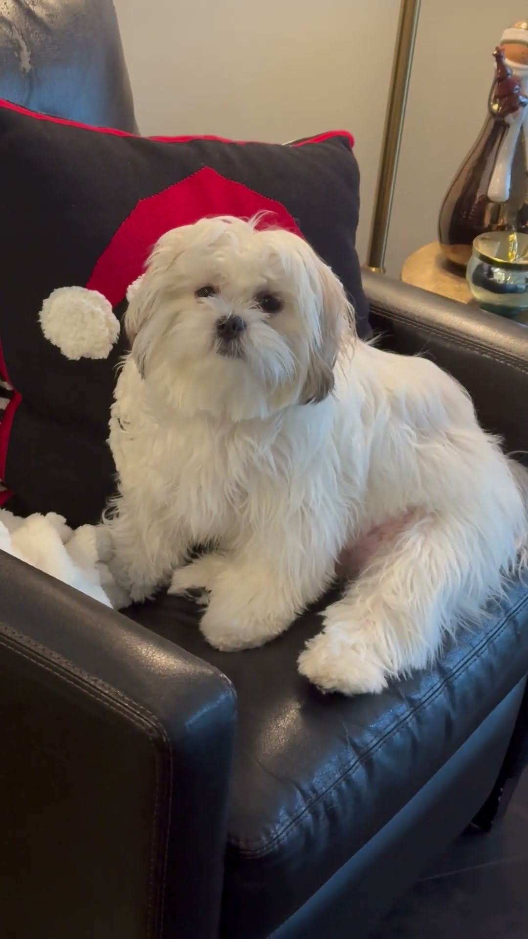 Malshi Pup Looks Like She's Wearing a Santa Hat || ViralHog