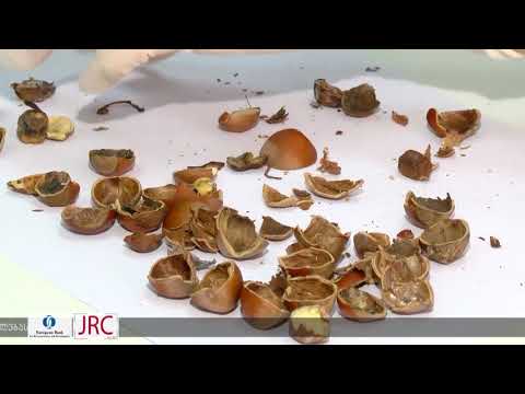 აზიური ფაროსანას გავლენა თხილის მოსავლის შედეგებზე