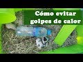 HÁMSTER: ¿Cómo evitar golpes de calor en hámsters? (PARTE 1)